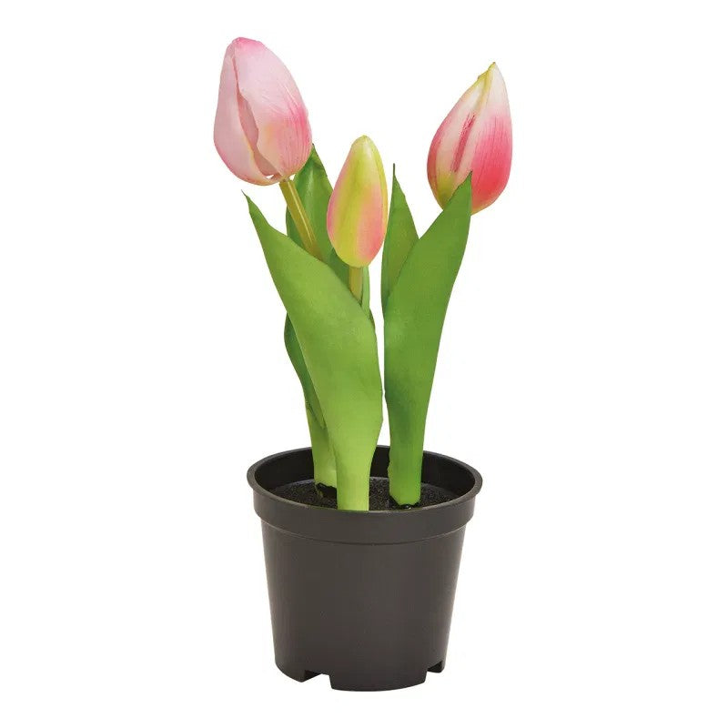 Tulpen im Topf Pink/Rosa